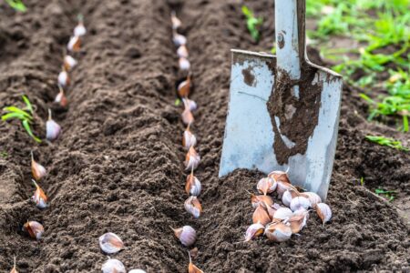 Where to Buy Garlic for Planting & How Much to Plant Image